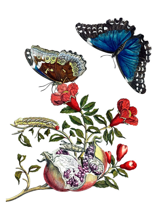 Image grenade aux papillons