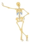 Images le squelette