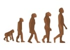 l'évolution des humains