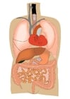 Images organes internes
