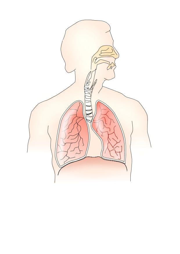 cellular respiration concept map. système de respiration.