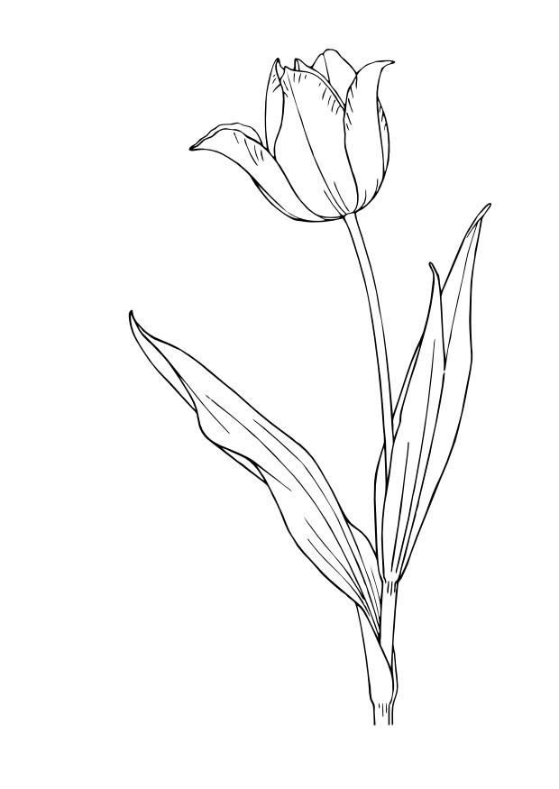 la tulipe Coloriage la tulipe