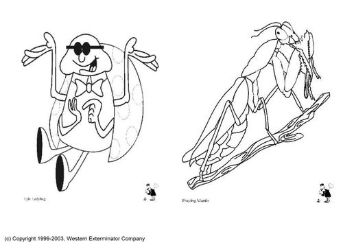 insectes