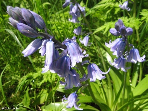 jacinthes sauvages