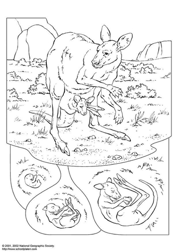 kangourou