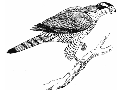 l'autour