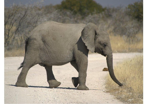 Photo l'éléphant