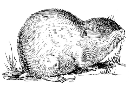 Coloriage lemming