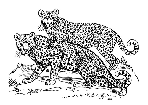 Coloriage léopard