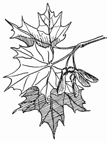 Coloriage l'érable