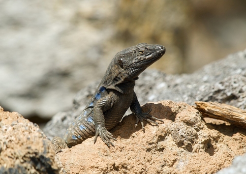Photo lézard