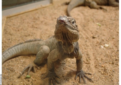 Photo lézard