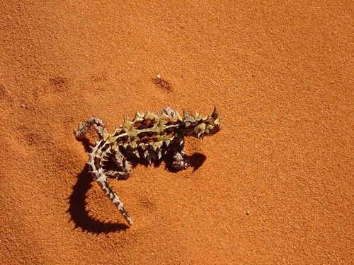 lézard