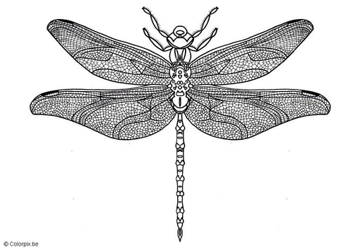 libellule