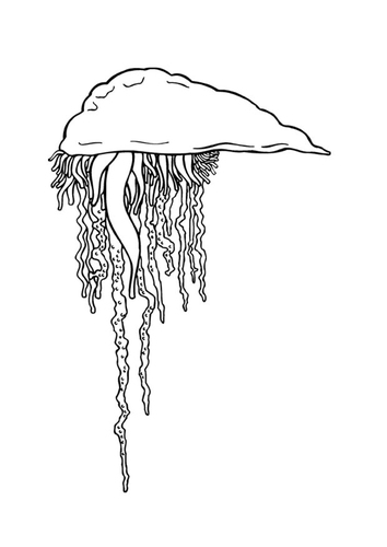 méduse
