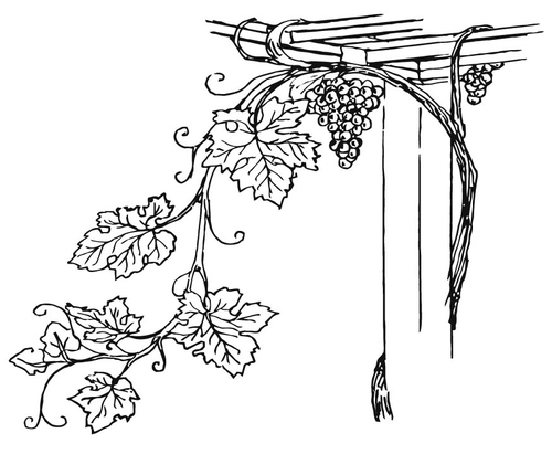 Coloriage mampre