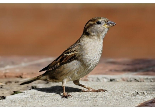 moineau