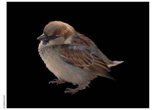 moineau