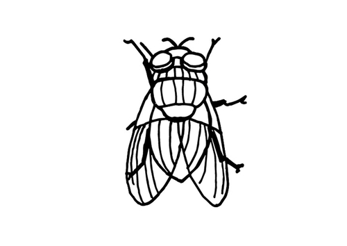 mouche