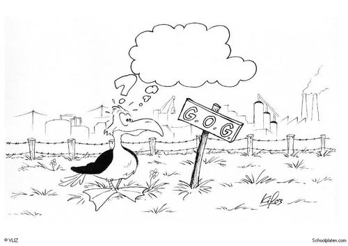 mouette