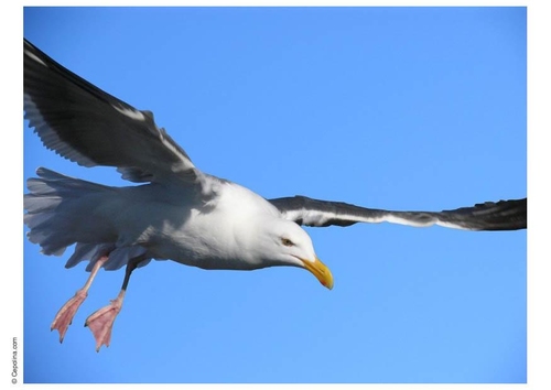 mouette