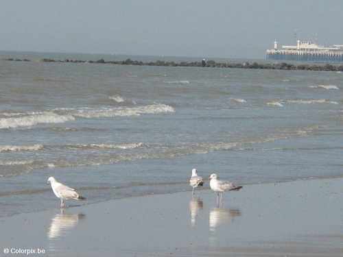 mouettes 4