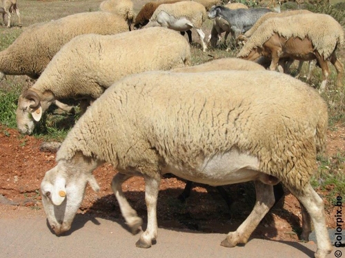 mouton