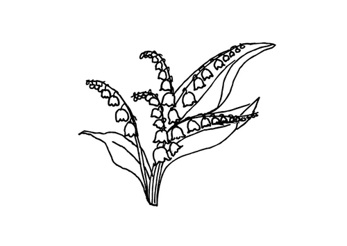 muguet