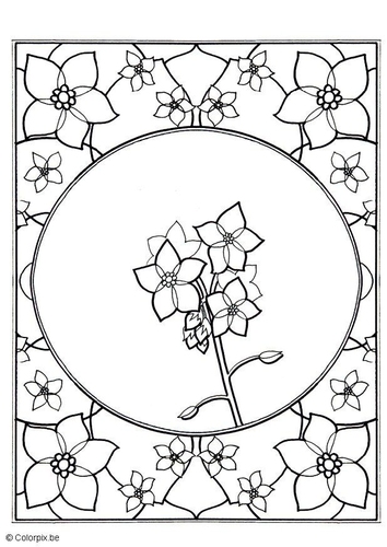 myosotis