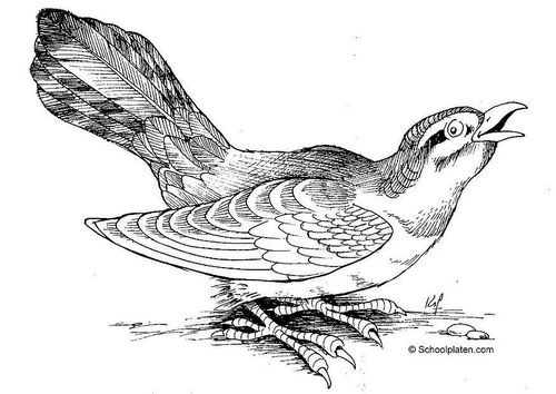 oiseau