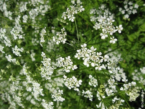 ombellifères