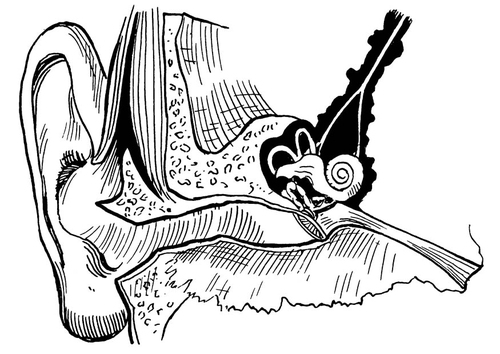 Coloriage oreille, intérieur et extérieur