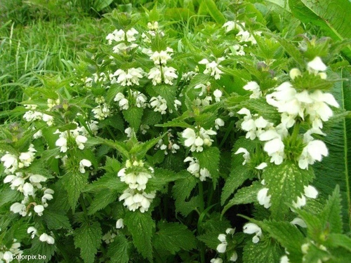 orties blanches