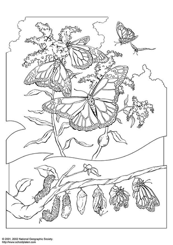 Papillon monarque