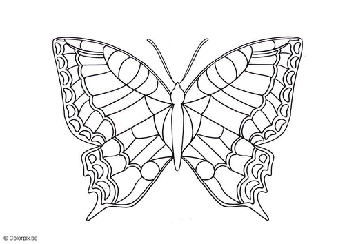 papillon