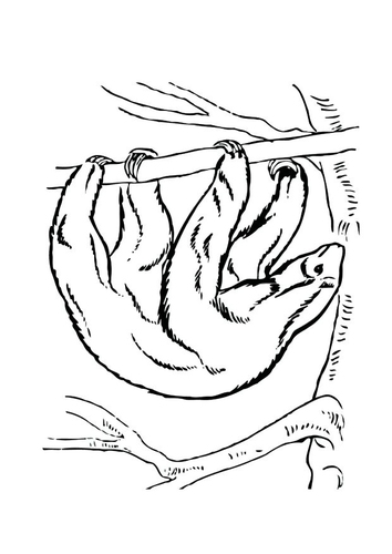 paresseux