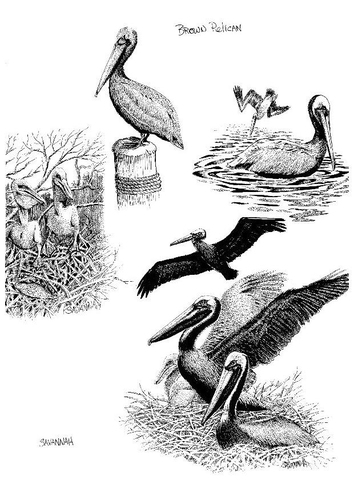 pélican