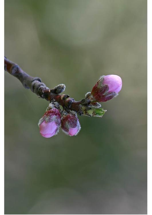 2. boutons de fleurs - début du printemps