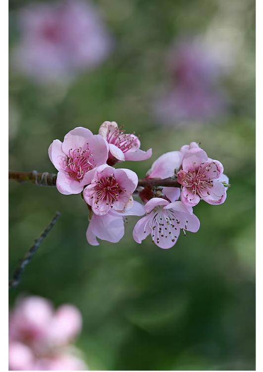 3. fleurs - début du printemps