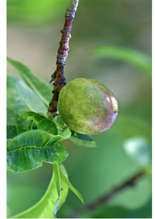 5. mûrissage du fruit - fin du printemps