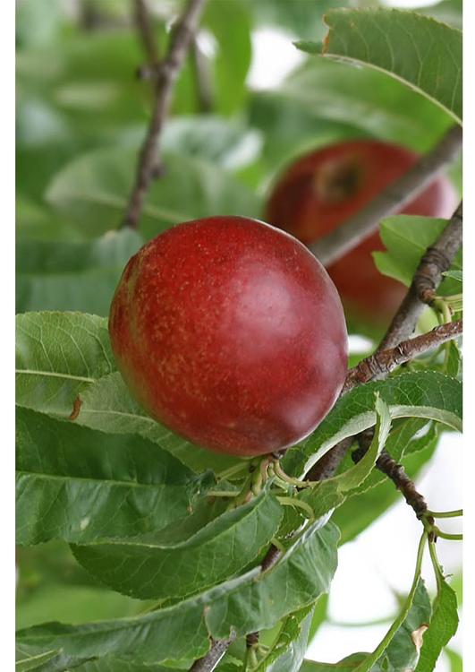 6. nectarine mure - milieu de l'été