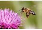 Photos abeille butineuse