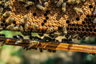 Photos abeilles