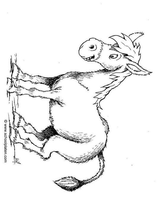 âne