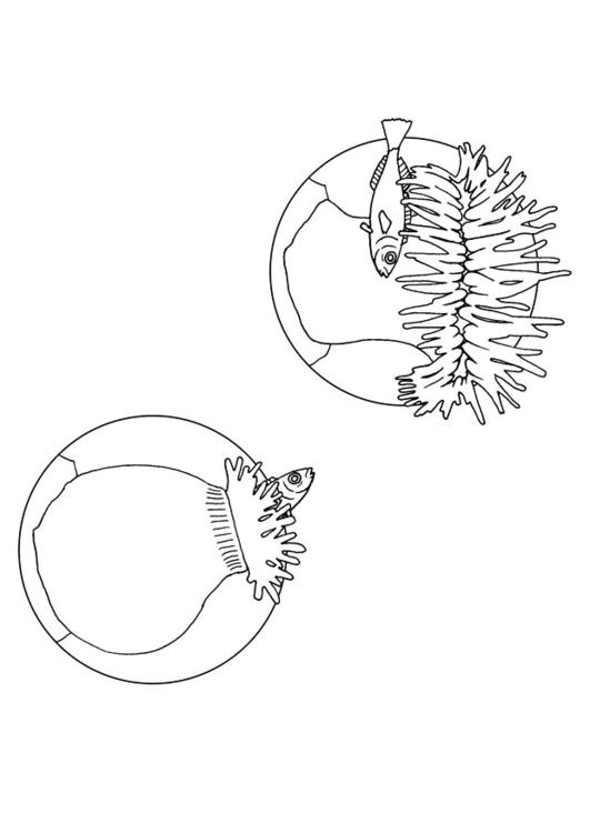 anémone de mer