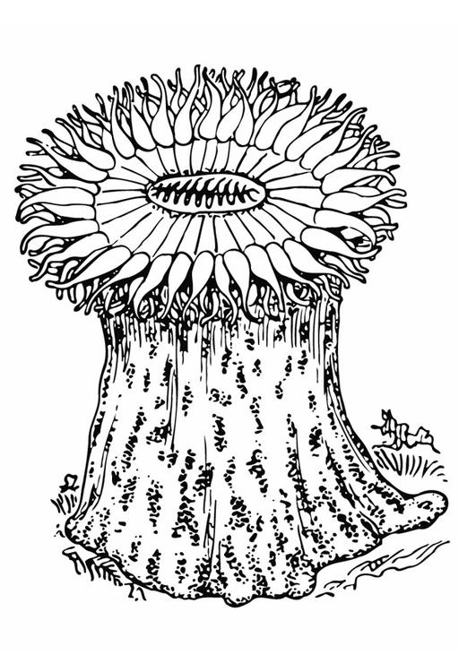 anémone