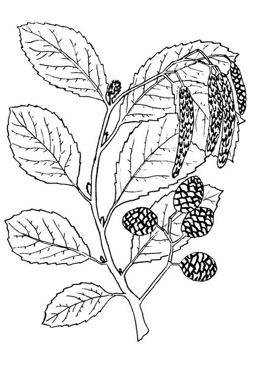 arbre - aulne
