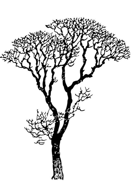 arbre dépouillé