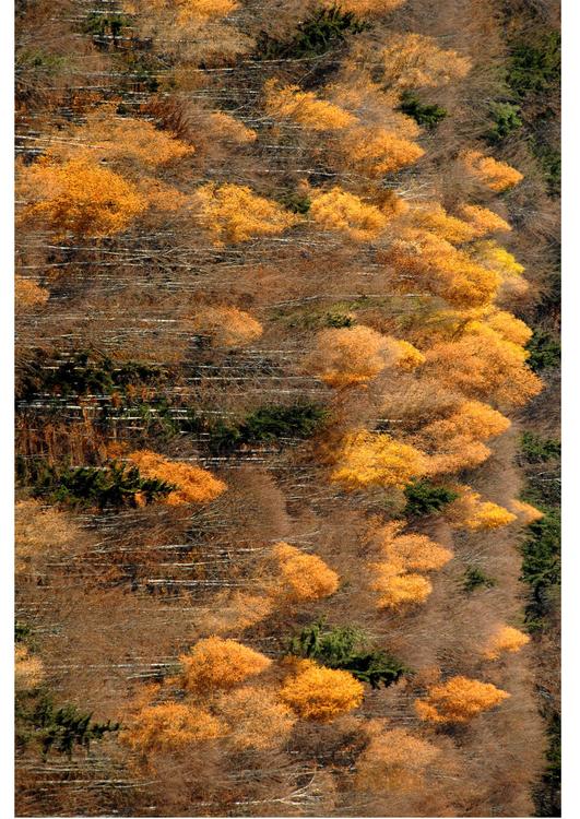 automne dans le bois