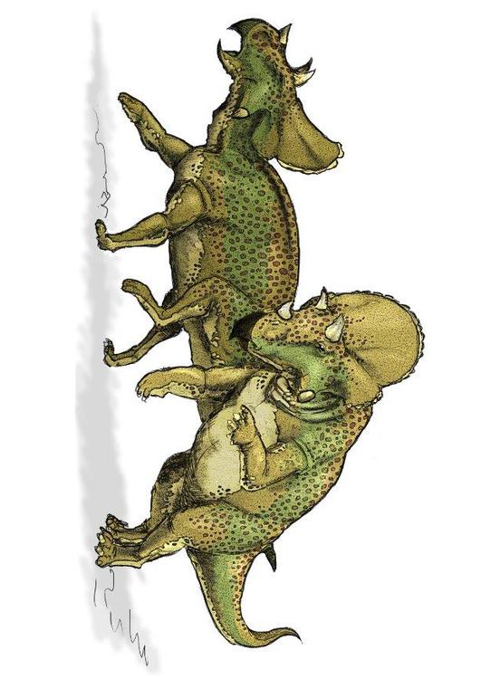 avaceratops